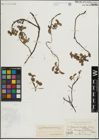 Foto von Salix herbacea L. x Salix nummularia Andersson